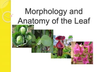 Morphology and
Anatomy of the Leaf
 