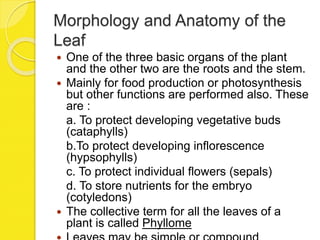 Morphology and Anatomy of the
Leaf
 One of the three basic organs of the plant
and the other two are the roots and the stem.
 Mainly for food production or photosynthesis
but other functions are performed also. These
are :
a. To protect developing vegetative buds
(cataphylls)
b.To protect developing inflorescence
(hypsophylls)
c. To protect individual flowers (sepals)
d. To store nutrients for the embryo
(cotyledons)
 The collective term for all the leaves of a
plant is called Phyllome
 
