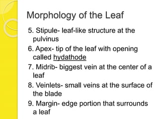Morphology of the Leaf
5. Stipule- leaf-like structure at the
pulvinus
6. Apex- tip of the leaf with opening
called hydathode
7. Midrib- biggest vein at the center of a
leaf
8. Veinlets- small veins at the surface of
the blade
9. Margin- edge portion that surrounds
a leaf
 