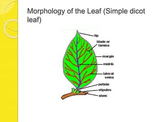 Morphology of the Leaf (Simple dicot
leaf)
 