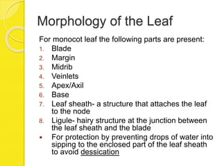 Morphology of the Leaf
For monocot leaf the following parts are present:
1. Blade
2. Margin
3. Midrib
4. Veinlets
5. Apex/Axil
6. Base
7. Leaf sheath- a structure that attaches the leaf
to the node
8. Ligule- hairy structure at the junction between
the leaf sheath and the blade
 For protection by preventing drops of water into
sipping to the enclosed part of the leaf sheath
to avoid dessication
 