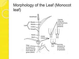 Morphology of the Leaf (Monocot
leaf)
 