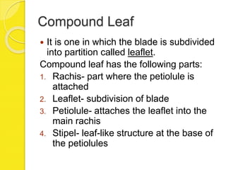 Compound Leaf
 It is one in which the blade is subdivided
into partition called leaflet.
Compound leaf has the following parts:
1. Rachis- part where the petiolule is
attached
2. Leaflet- subdivision of blade
3. Petiolule- attaches the leaflet into the
main rachis
4. Stipel- leaf-like structure at the base of
the petiolules
 