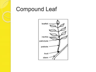Compound Leaf
 