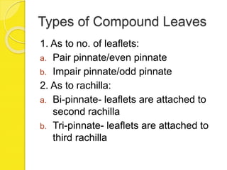 Types of Compound Leaves
1. As to no. of leaflets:
a. Pair pinnate/even pinnate
b. Impair pinnate/odd pinnate
2. As to rachilla:
a. Bi-pinnate- leaflets are attached to
second rachilla
b. Tri-pinnate- leaflets are attached to
third rachilla
 