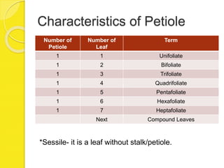 Characteristics of Petiole
Number of
Petiole
Number of
Leaf
Term
1 1 Unifoliate
1 2 Bifoliate
1 3 Trifoliate
1 4 Quadrifoliate
1 5 Pentafoliate
1 6 Hexafoliate
1 7 Heptafoliate
Next Compound Leaves
*Sessile- it is a leaf without stalk/petiole.
 