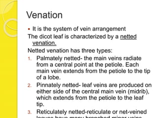 Venation
 It is the system of vein arrangement
The dicot leaf is characterized by a netted
venation.
Netted venation has three types:
1. Palmately netted- the main veins radiate
from a central point at the petiole. Each
main vein extends from the petiole to the tip
of a lobe.
2. Pinnately netted- leaf veins are produced on
either side of the central main vein (midrib),
which extends from the petiole to the leaf
tip.
3. Reticulately netted-reticulate or net-veined
 