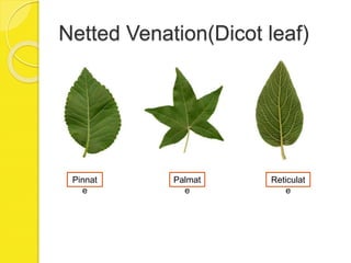 Netted Venation(Dicot leaf)
Pinnat
e
Palmat
e
Reticulat
e
 