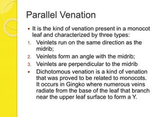 Parallel Venation
 It is the kind of venation present in a monocot
leaf and characterized by three types:
1. Veinlets run on the same direction as the
midrib;
2. Veinlets form an angle with the midrib;
3. Veinlets are perpendicular to the midrib
 Dichotomous venation is a kind of venation
that was proved to be related to monocots.
It occurs in Gingko where numerous veins
radiate from the base of the leaf that branch
near the upper leaf surface to form a Y.
 