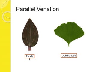Parallel Venation
Paralle
l
Dichotomous
 
