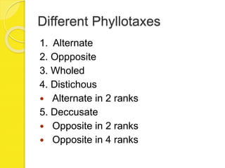 Different Phyllotaxes
1. Alternate
2. Oppposite
3. Wholed
4. Distichous
 Alternate in 2 ranks
5. Deccusate
 Opposite in 2 ranks
 Opposite in 4 ranks
 