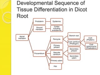Developmental Sequence of
Tissue Differentiation in Dicot
Root
Apical
meristem
Protoderm Epidermis
Ground
meristem
Cortex
including
endodermis
Procambium
Pericycle
Branch root
Cork cambium
(Phellogen)
Cork
(Phellem)
Cork
parenchyma
(Phelloderm)
Primary
phloem
Vascular
cambium
Secondary
phloem
Secondary
xylem
Primary xylem
Pith
 