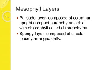 Mesophyll Layers
 Palisade layer- composed of columnar
upright compact parenchyma cells
with chlorophyll called chlorenchyma.
 Spongy layer- composed of circular
loosely arranged cells.
 