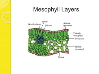Mesophyll Layers
 
