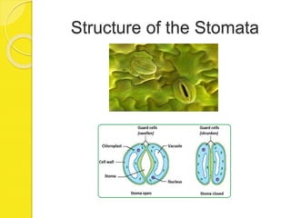 Structure of the Stomata
 