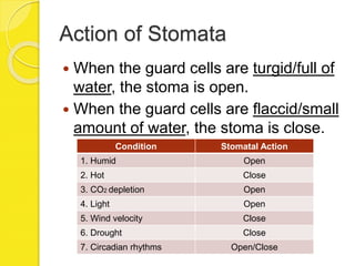 Action of Stomata
 When the guard cells are turgid/full of
water, the stoma is open.
 When the guard cells are flaccid/small
amount of water, the stoma is close.
Condition Stomatal Action
1. Humid Open
2. Hot Close
3. CO2 depletion Open
4. Light Open
5. Wind velocity Close
6. Drought Close
7. Circadian rhythms Open/Close
 