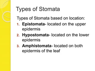 Types of Stomata
Types of Stomata based on location:
1. Epistomata- located on the upper
epidermis
2. Hypostomata- located on the lower
epidermis
3. Amphistomata- located on both
epidermis of the leaf
 