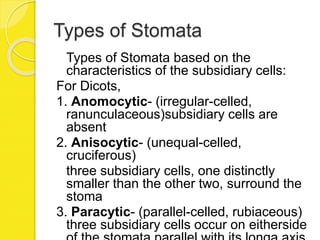 Types of Stomata
Types of Stomata based on the
characteristics of the subsidiary cells:
For Dicots,
1. Anomocytic- (irregular-celled,
ranunculaceous)subsidiary cells are
absent
2. Anisocytic- (unequal-celled,
cruciferous)
three subsidiary cells, one distinctly
smaller than the other two, surround the
stoma
3. Paracytic- (parallel-celled, rubiaceous)
three subsidiary cells occur on eitherside
 