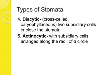 Types of Stomata
4. Diacytic- (cross-celled,
caryophyllaceous) two subsidiary cells
enclose the stomata
5. Actinocytic- with subsidiary cells
arranged along the radii of a circle
 