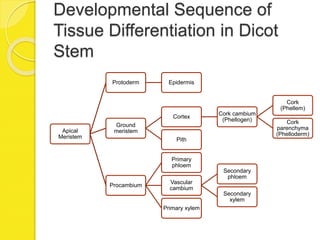 Developmental Sequence of
Tissue Differentiation in Dicot
Stem
Apical
Meristem
Protoderm Epidermis
Ground
meristem
Cortex
Cork cambium
(Phellogen)
Cork
(Phellem)
Cork
parenchyma
(Phelloderm)
Pith
Procambium
Primary
phloem
Vascular
cambium
Secondary
phloem
Secondary
xylem
Primary xylem
 