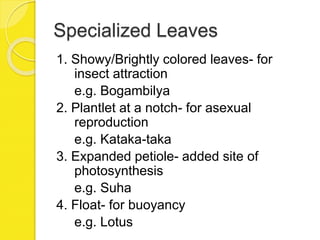 Specialized Leaves
1. Showy/Brightly colored leaves- for
insect attraction
e.g. Bogambilya
2. Plantlet at a notch- for asexual
reproduction
e.g. Kataka-taka
3. Expanded petiole- added site of
photosynthesis
e.g. Suha
4. Float- for buoyancy
e.g. Lotus
 