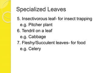 Specialized Leaves
5. Insectivorous leaf- for insect trapping
e.g. Pitcher plant
6. Tendril on a leaf
e.g. Cabbage
7. Fleshy/Succulent leaves- for food
e.g. Celery
 