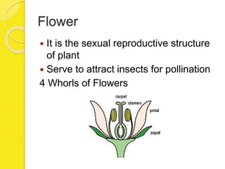 Flower
 It is the sexual reproductive structure
of plant
 Serve to attract insects for pollination
4 Whorls of Flowers
 