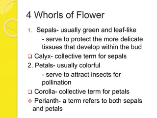 4 Whorls of Flower
1. Sepals- usually green and leaf-like
- serve to protect the more delicate
tissues that develop within the bud
 Calyx- collective term for sepals
2. Petals- usually colorful
- serve to attract insects for
pollination
 Corolla- collective term for petals
 Perianth- a term refers to both sepals
and petals
 