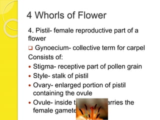 4 Whorls of Flower
4. Pistil- female reproductive part of a
flower
 Gynoecium- collective term for carpel
Consists of:
 Stigma- receptive part of pollen grain
 Style- stalk of pistil
 Ovary- enlarged portion of pistil
containing the ovule
 Ovule- inside the ovary carries the
female gametes
 