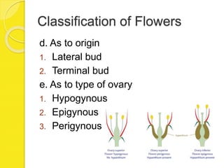 Classification of Flowers
d. As to origin
1. Lateral bud
2. Terminal bud
e. As to type of ovary
1. Hypogynous
2. Epigynous
3. Perigynous
 