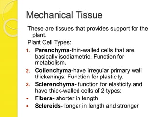 Mechanical Tissue
These are tissues that provides support for the
plant.
Plant Cell Types:
1. Parenchyma-thin-walled cells that are
basically isodiametric. Function for
metabolism.
2. Collenchyma-have irregular primary wall
thickenings. Function for plasticity.
3. Sclerenchyma- function for elasticity and
have thick-walled cells of 2 types:
 Fibers- shorter in length
 Sclereids- longer in length and stronger
 