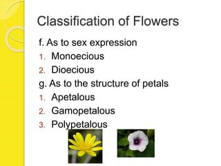 Classification of Flowers
f. As to sex expression
1. Monoecious
2. Dioecious
g. As to the structure of petals
1. Apetalous
2. Gamopetalous
3. Polypetalous
 