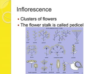 Inflorescence
 Clusters of flowers
 The flower stalk is called pedicel
 