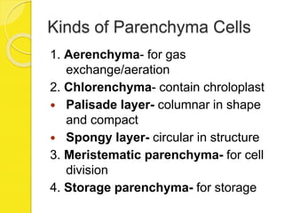 Kinds of Parenchyma Cells
1. Aerenchyma- for gas
exchange/aeration
2. Chlorenchyma- contain chroloplast
 Palisade layer- columnar in shape
and compact
 Spongy layer- circular in structure
3. Meristematic parenchyma- for cell
division
4. Storage parenchyma- for storage
 