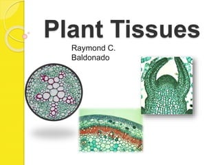 Plant Tissues
Raymond C.
Baldonado
 