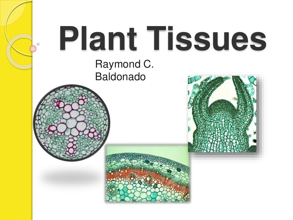 Plant Tissues