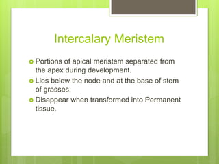 Intercalary Meristem
 Portions of apical meristem separated from
the apex during development.
 Lies below the node and at the base of stem
of grasses.
 Disappear when transformed into Permanent
tissue.
 