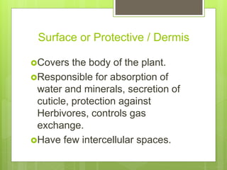 Surface or Protective / Dermis
Covers the body of the plant.
Responsible for absorption of
water and minerals, secretion of
cuticle, protection against
Herbivores, controls gas
exchange.
Have few intercellular spaces.
 