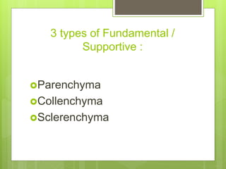 3 types of Fundamental /
Supportive :
Parenchyma
Collenchyma
Sclerenchyma
 