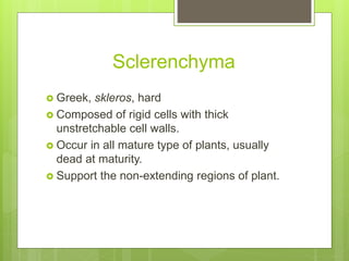 Sclerenchyma
 Greek, skleros, hard
 Composed of rigid cells with thick
unstretchable cell walls.
 Occur in all mature type of plants, usually
dead at maturity.
 Support the non-extending regions of plant.
 