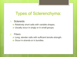 Types of Sclerenchyma:
1. Sclereids
 Relatively short cells with variable shapes.
 Usually occur in singly or in small groups.
2. Fibers
 Long, slender cells with sufficient tensile strength.
 Occur in strands or in bundles.
 