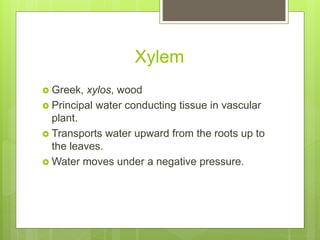Xylem
 Greek, xylos, wood
 Principal water conducting tissue in vascular
plant.
 Transports water upward from the roots up to
the leaves.
 Water moves under a negative pressure.
 