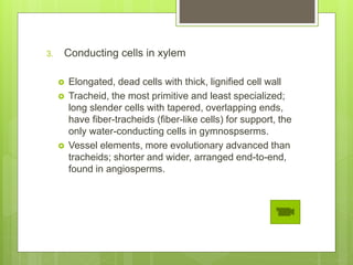3. Conducting cells in xylem
 Elongated, dead cells with thick, lignified cell wall
 Tracheid, the most primitive and least specialized;
long slender cells with tapered, overlapping ends,
have fiber-tracheids (fiber-like cells) for support, the
only water-conducting cells in gymnospserms.
 Vessel elements, more evolutionary advanced than
tracheids; shorter and wider, arranged end-to-end,
found in angiosperms.
 