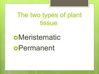 The two types of plant
tissue:
Meristematic
Permanent
 