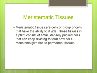 Meristematic Tissues
 Meristematic tissues are cells or group of cells
that have the ability to divide. These tissues in
a plant consist of small, densely packed cells
that can keep dividing to form new cells.
Meristems give rise to permanent tissues.
 