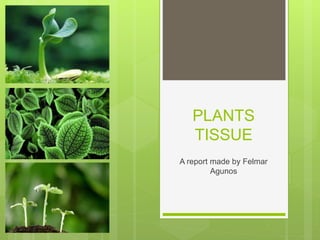 PLANTS
TISSUE
A report made by Felmar
Agunos
 