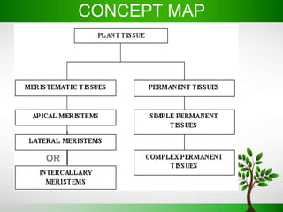 Concept Map Of Plant Tissues Plant Tissues