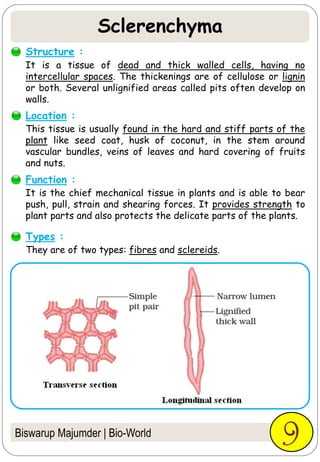 Biswarup Majumder | Bio-World
It is a tissue of dead and thick walled cells, having no
intercellular spaces. The thickenings are of cellulose or lignin
or both. Several unlignified areas called pits often develop on
walls.
9
Structure :
This tissue is usually found in the hard and stiff parts of the
plant like seed coat, husk of coconut, in the stem around
vascular bundles, veins of leaves and hard covering of fruits
and nuts.
Location :
It is the chief mechanical tissue in plants and is able to bear
push, pull, strain and shearing forces. It provides strength to
plant parts and also protects the delicate parts of the plants.
Function :
They are of two types: fibres and sclereids.
Types :
Sclerenchyma
 