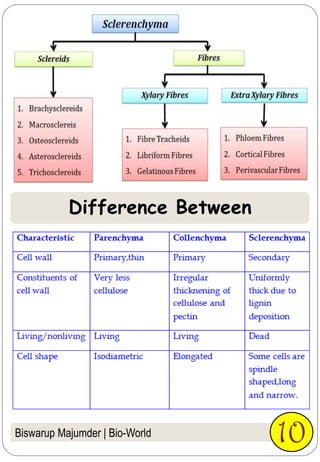 Biswarup Majumder | Bio-World 10
Difference Between
 