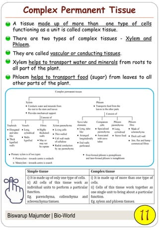 Complex Permanent Tissue
Biswarup Majumder | Bio-World 11
A tissue made up of more than one type of cells
functioning as a unit is called complex tissue.
There are two types of complex tissues - Xylem and
Phloem.
They are called vascular or conducting tissues.
Xylem helps to transport water and minerals from roots to
all part of the plant.
Phloem helps to transport food (sugar) from leaves to all
other parts of the plant.
 